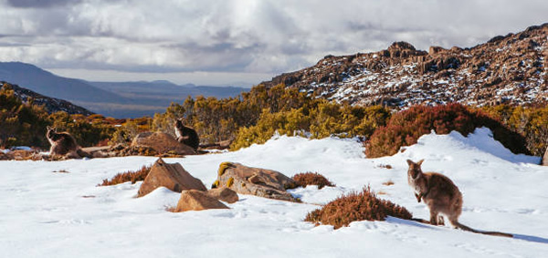 Wallabys in the Winter Snow