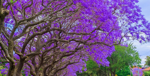 Jacaranda Trees In Spring